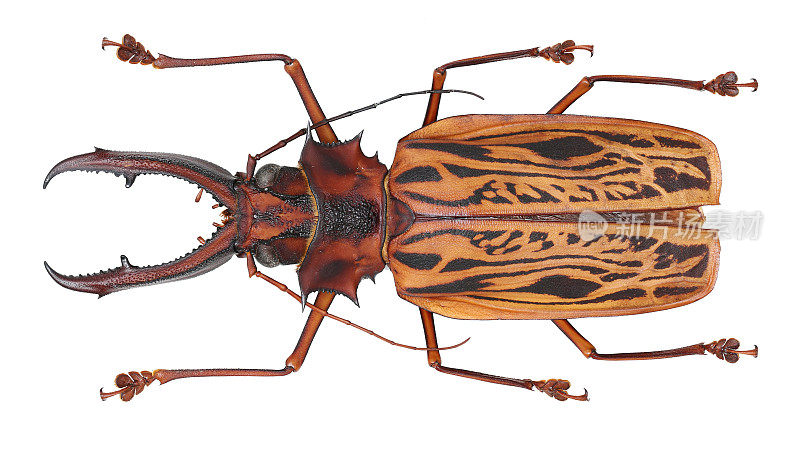 长角甲虫标本:Macrodontia cervicornis (Linnaeus, 1758)